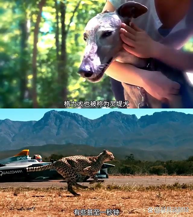 速度之争：西班牙和俄罗斯游泳选手争夺第一